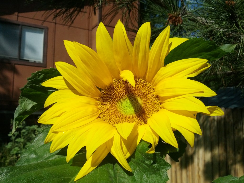 Sunflower from my new garden! 