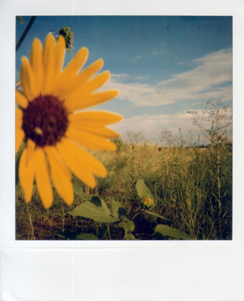 Polaroid_600_sunflower, imagination, telling your story